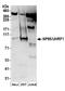 Ubiquitin Like With PHD And Ring Finger Domains 1 antibody, A301-470A, Bethyl Labs, Western Blot image 