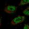 Storkhead Box 1 antibody, HPA037845, Atlas Antibodies, Immunocytochemistry image 