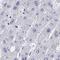 Claudin 8 antibody, HPA060605, Atlas Antibodies, Immunohistochemistry frozen image 