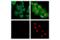 Histone H3 antibody, 13027S, Cell Signaling Technology, Immunofluorescence image 