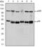Nuclear Factor Kappa B Subunit 1 antibody, AM06646SU-N, Origene, Western Blot image 