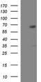 Golgi Associated, Gamma Adaptin Ear Containing, ARF Binding Protein 2 antibody, TA507282, Origene, Western Blot image 