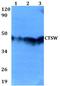 Cathepsin W antibody, PA5-75754, Invitrogen Antibodies, Western Blot image 