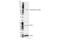 Beclin 1 antibody, 54101S, Cell Signaling Technology, Western Blot image 