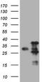 Vesicle-associated membrane protein-associated protein A antibody, CF809018, Origene, Western Blot image 