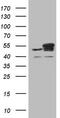 Y-Box Binding Protein 1 antibody, LS-C790871, Lifespan Biosciences, Western Blot image 