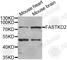 FAST Kinase Domains 2 antibody, A5968, ABclonal Technology, Western Blot image 