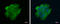 VPS18 Core Subunit Of CORVET And HOPS Complexes antibody, GTX130176, GeneTex, Immunofluorescence image 
