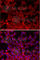 Dishevelled Segment Polarity Protein 2 antibody, A3841, ABclonal Technology, Immunofluorescence image 
