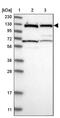 DEAD-Box Helicase 42 antibody, PA5-54802, Invitrogen Antibodies, Western Blot image 