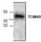 Translocase Of Outer Mitochondrial Membrane 40 antibody, TA318958, Origene, Western Blot image 