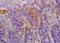 Cerebellar Degeneration Related Protein 2 antibody, orb101309, Biorbyt, Immunohistochemistry paraffin image 