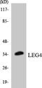 Galectin Like antibody, LS-C292132, Lifespan Biosciences, Western Blot image 
