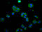 Docking Protein 7 antibody, LS-C674619, Lifespan Biosciences, Immunofluorescence image 