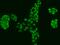 Protein Phosphatase 1 Regulatory Subunit 26 antibody, 207024-T02, Sino Biological, Immunohistochemistry paraffin image 