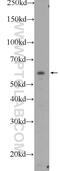 Bardet-Biedl Syndrome 1 antibody, 21118-1-AP, Proteintech Group, Western Blot image 