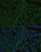 Imp2 antibody, 18-082, ProSci, Immunofluorescence image 