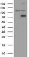 Conserved oligomeric Golgi complex subunit 6 antibody, LS-C337886, Lifespan Biosciences, Western Blot image 