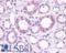 D(1A) dopamine receptor antibody, LS-A44, Lifespan Biosciences, Immunohistochemistry paraffin image 