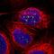 Tumor Protein P53 Binding Protein 1 antibody, HPA022133, Atlas Antibodies, Immunocytochemistry image 