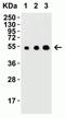 Mesencephalic Astrocyte Derived Neurotrophic Factor antibody, NBP1-76836, Novus Biologicals, Western Blot image 