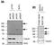 NRSF antibody, TA330562, Origene, Western Blot image 