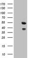 Fc Receptor Like B antibody, CF809247, Origene, Western Blot image 