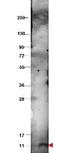 C-X-C Motif Chemokine Ligand 10 antibody, orb345078, Biorbyt, Western Blot image 
