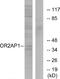 Olfactory Receptor Family 2 Subfamily AP Member 1 antibody, A30868, Boster Biological Technology, Western Blot image 