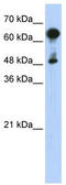 Heat Shock Protein Family A (Hsp70) Member 6 antibody, TA335045, Origene, Western Blot image 