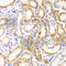 p65 antibody, A2547, ABclonal Technology, Immunohistochemistry paraffin image 