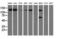 L1 Cell Adhesion Molecule antibody, LS-C115428, Lifespan Biosciences, Western Blot image 