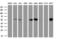 Protein Phosphatase 5 Catalytic Subunit antibody, GTX83836, GeneTex, Western Blot image 