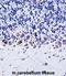 EPH Receptor A4 antibody, abx027686, Abbexa, Immunohistochemistry frozen image 