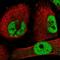 Zinc Finger Protein 326 antibody, HPA028466, Atlas Antibodies, Immunofluorescence image 