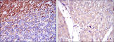 Sialyl Lewis X antibody, abx011688, Abbexa, Western Blot image 