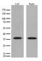 Hydroxysteroid 17-Beta Dehydrogenase 13 antibody, TA592045, Origene, Western Blot image 