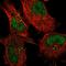 Protein O-Glucosyltransferase 3 antibody, HPA039817, Atlas Antibodies, Immunofluorescence image 