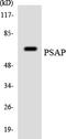 Sulfated glycoprotein 1 antibody, LS-B14689, Lifespan Biosciences, Western Blot image 