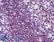 Poly(ADP-Ribose) Polymerase 1 antibody, LS-B5991, Lifespan Biosciences, Immunohistochemistry frozen image 