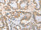 Alkaline Phosphatase, Placental antibody, CSB-PA136291, Cusabio, Immunohistochemistry frozen image 