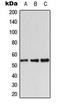 Serine/Threonine Kinase 11 antibody, LS-C354096, Lifespan Biosciences, Western Blot image 