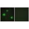 Granzyme H antibody, A08559, Boster Biological Technology, Immunofluorescence image 