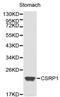 Cysteine and glycine-rich protein 1 antibody, LS-C192344, Lifespan Biosciences, Western Blot image 