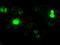 Neurogenin 1 antibody, LS-C114433, Lifespan Biosciences, Immunofluorescence image 