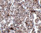 BTB/POZ domain-containing protein KCTD15 antibody, A08651, Boster Biological Technology, Immunohistochemistry frozen image 
