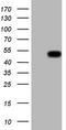 Renin-1 antibody, LS-B13040, Lifespan Biosciences, Western Blot image 
