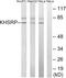 KH-Type Splicing Regulatory Protein antibody, PA5-39167, Invitrogen Antibodies, Western Blot image 