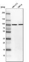 KPNB1 antibody, HPA029878, Atlas Antibodies, Western Blot image 