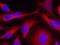 Protein Kinase D1 antibody, 79-444, ProSci, Immunofluorescence image 